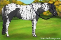 Horse Color:Black Tobiano and Black Tobiano