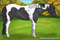 Horse Color:Blue Roan Tobiano  Brindle
