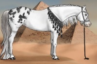 Horse Color:Black Appaloosa  Brindle