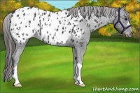Horse Color:Black Appaloosa  and Black Appaloosa 