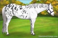 Horse Color:Black Appaloosa  and Black Appaloosa 