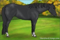 Horse Color:Black  and Black 