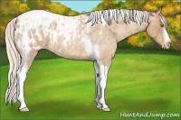 Horse Color:Silver Classic Champagne Roan Splash Tobiano Frame Appaloosa Rabicano and Silver Classic Champagne Roan Splash Tobiano Frame Appaloosa Rabicano