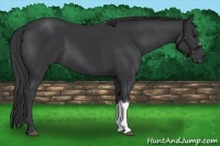 Horse Color:Black and Black