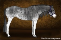 Horse Color:White Spotted Blue Roan Brindle