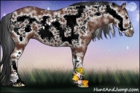 Horse Color:White Spotted Bay Frame