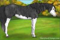 Horse Color:Black Splash Brindle