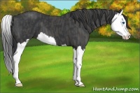 Horse Color:Black Splash Brindle