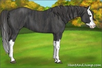 Horse Color:Black Splash Brindle