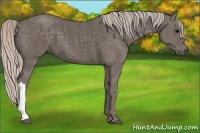 Horse Color:Silver Black Brindle