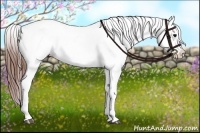 Horse Color:Black Appaloosa and Black Appaloosa