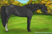 Horse Color:Black  and Black 