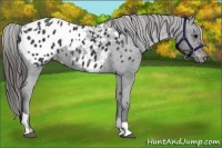Horse Color:Black Appaloosa  and Black Appaloosa 