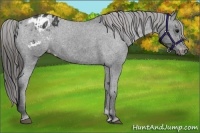Horse Color:Black Appaloosa  and Black Appaloosa 