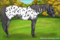 Horse Color:Black Appaloosa  and Black Appaloosa 
