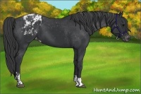 Horse Color:Black Appaloosa  and Black Appaloosa 