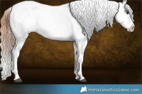 Horse Color:Brown Tobiano Appaloosa and Brown Tobiano Appaloosa