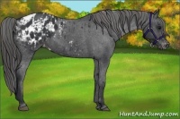 Horse Color:Black Appaloosa  and Black Appaloosa 