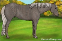 Horse Color:Silver Black Brindle
