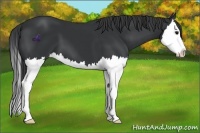 Horse Color:Black Splash