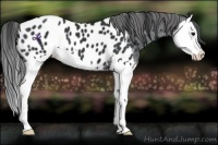 Horse Color:Black Splash Appaloosa 