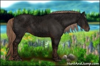 Horse Color:Liver Chestnut Ice 