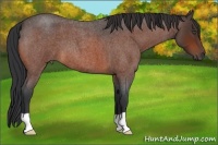 Horse Color:Bay Roan 