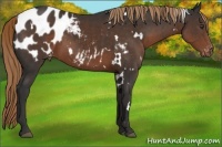 Horse Color:White Spotted Liver Chestnut Appaloosa