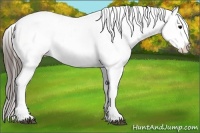 Horse Color:Black Appaloosa  and Black Appaloosa 