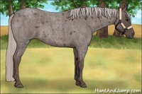 Horse Color:Silver Blue Roan  and Silver Blue Roan 