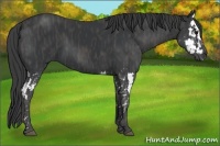 Horse Color:Black Splash Brindle