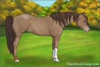 Horse Color:Classic Champagne Brindle