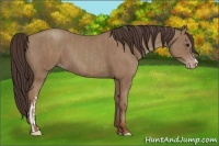 Horse Color:Classic Champagne  and Classic Champagne 