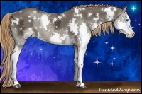 Horse Color:White Spotted Liver Chestnut Ice Splash Rabicano 