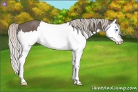 Horse Color:Silver Black Splash  Brindle