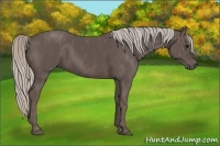 Horse Color:Silver Black  Brindle