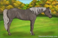 Horse Color:Silver Blue Roan  Brindle