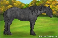 Horse Color:Black Appaloosa  Brindle