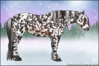 Horse Color:Brown Appaloosa  Brindle