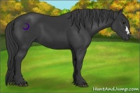 Horse Color:Black and Black
