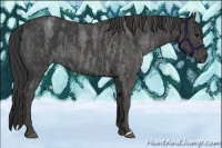 Horse Color:Blue Roan Brindle