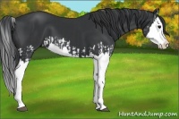 Horse Color:Black Splash  and Black Splash 