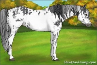 Horse Color:Black Sabino Frame  and Black Sabino Frame 