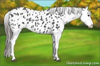 Horse Color:Black Appaloosa and Black Appaloosa