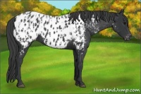 Horse Color:Black Appaloosa and Black Appaloosa