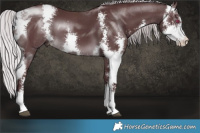 Horse Color:Chocolate Silver Brown Chinchilla Sabino and Chocolate Silver Brown Chinchilla Sabino