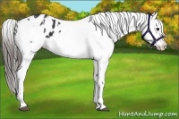 Horse Color:Black Appaloosa  and Black Appaloosa 
