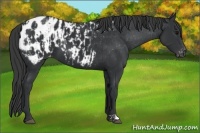 Horse Color:Black Appaloosa  and Black Appaloosa 