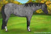 Horse Color:Blue Roan  and Blue Roan 
