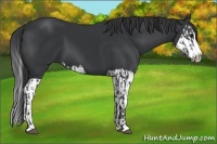 Horse Color:Black Splash  and Black Splash 